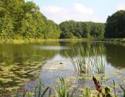 1.gesi_staw_0_popielow